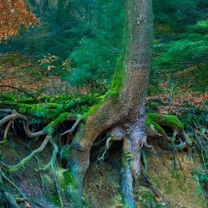 Baumwurzeln-Manfred_Antranias_Zimmer-pixabay
