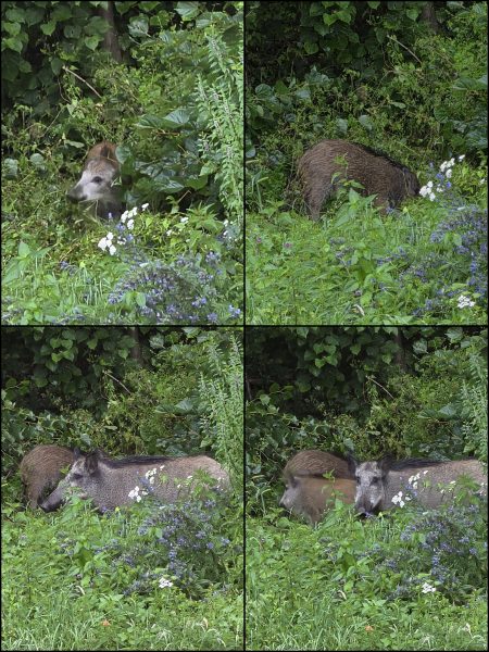 Collage_Wildschweine