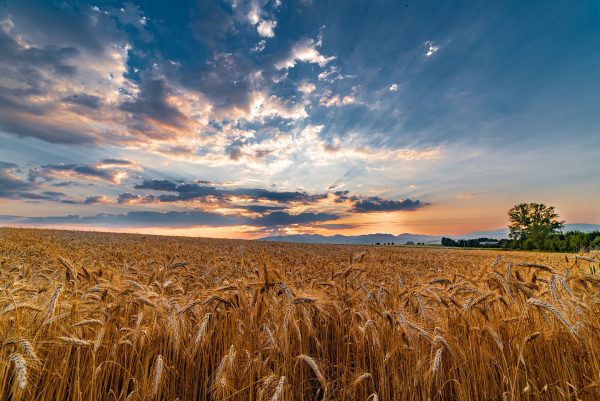 Ernte-pixabay