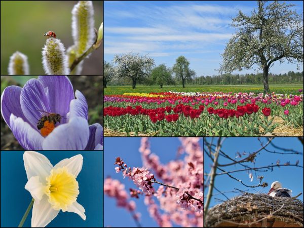 Frühling-Collage