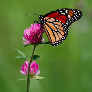 Monarchfalter
