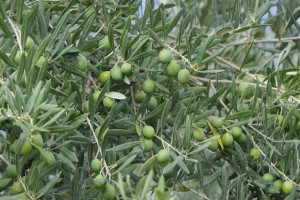 2019-09b-1183-Spanienreise-MRV-Pastoren-kl